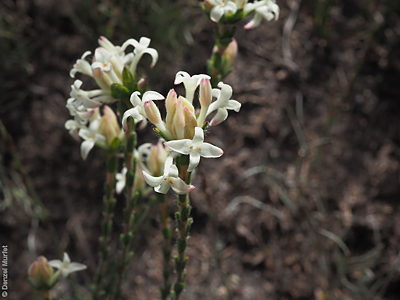 Pimelea phylicoides flowers Denzel Murfet Mt Billy CP